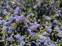 Ceanothus papillosus