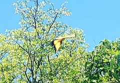 Heraclides androgeus epidaurus