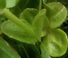 Veronica serpyllifolia serpyllifolia