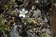 Cerastium lithospermifolium