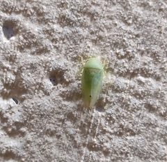 Batracomorphini