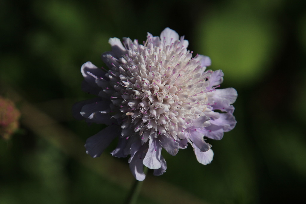 Cape Scabious