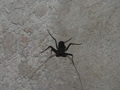 Paraphrynus mexicanus