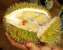 Durio zibethinus