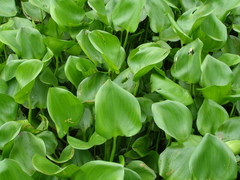 Pontederia crassipes