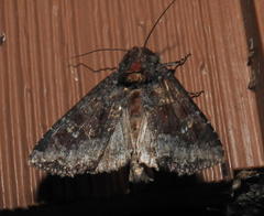 Apamea amputatrix