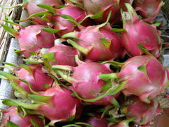 Selenicereus undatus