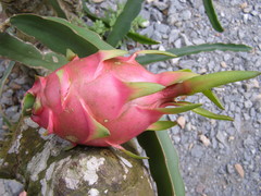 Selenicereus undatus