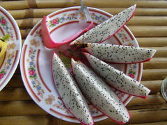 Selenicereus undatus