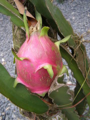 Selenicereus undatus