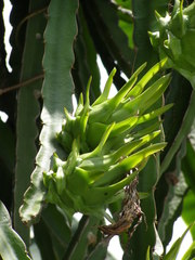 Selenicereus undatus