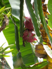 Selenicereus undatus