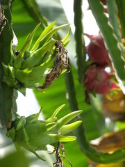 Selenicereus undatus