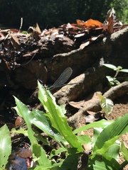 Vestalis nigrescens