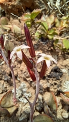 Adromischus inamoenus