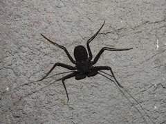 Paraphrynus mexicanus