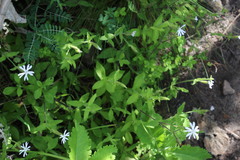 Silene undulata undulata