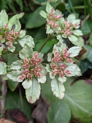 Micranthes rubriflora