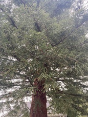 Sequoia sempervirens