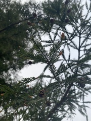 Sequoia sempervirens