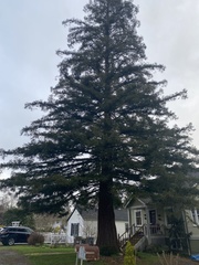 Sequoia sempervirens