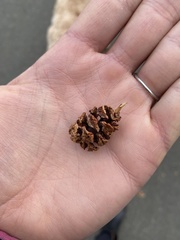 Sequoia sempervirens