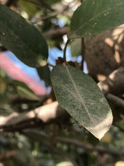 Leptopteromyia americana