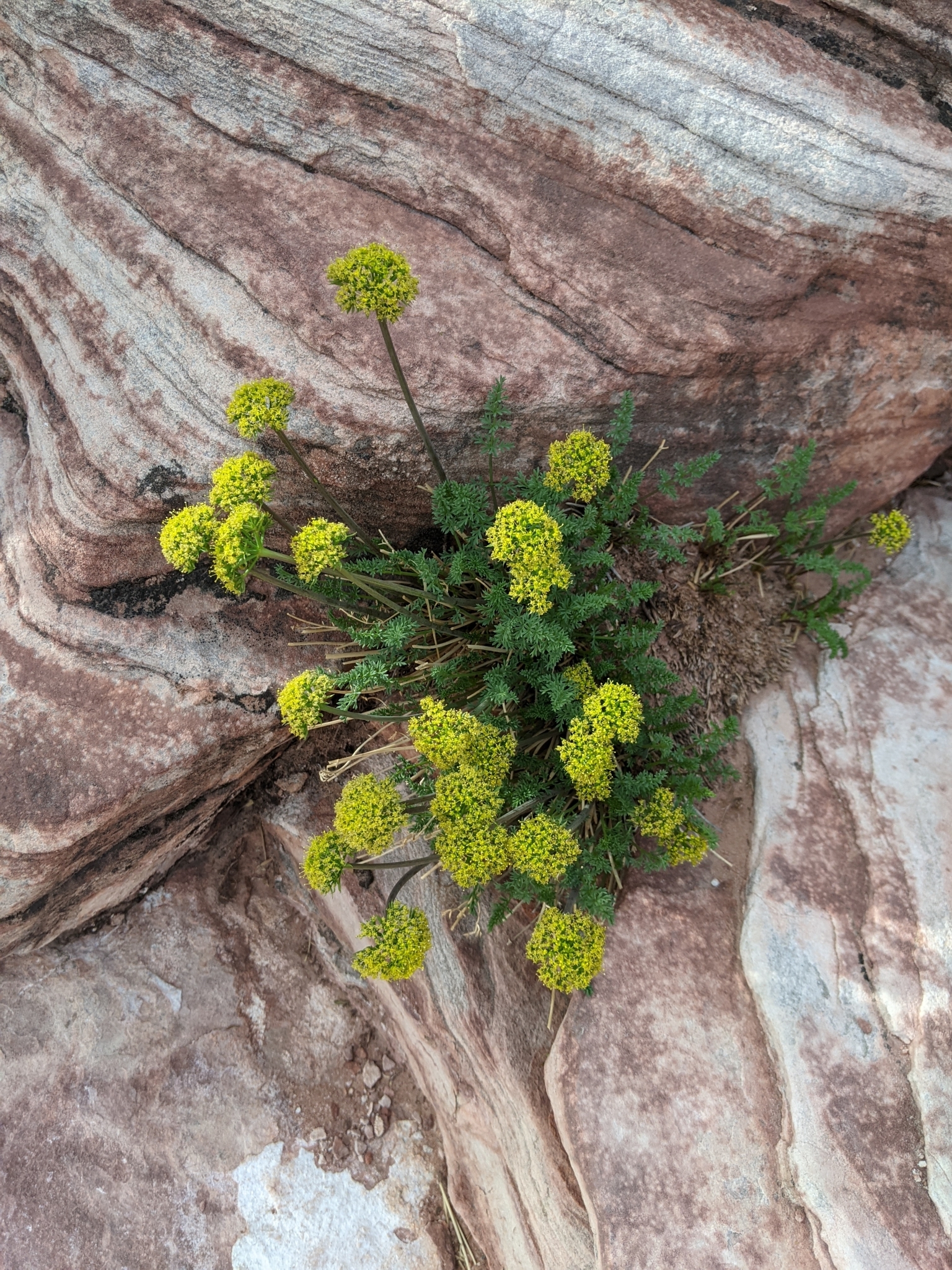 Lomatium parryi