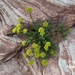 Utah Desertparsley - Photo (c) smccutch, some rights reserved (CC BY-NC), uploaded by smccutch