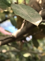Leptopteromyia americana