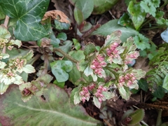 Micranthes rubriflora