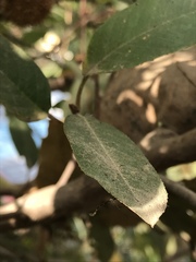 Leptopteromyia americana