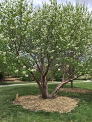 Chionanthus retusus