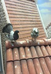 Columba livia domestica
