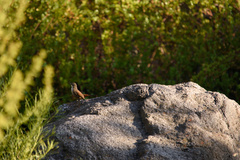 Ochetorhynchus melanurus