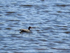 Gallinula galeata