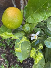 Citrus