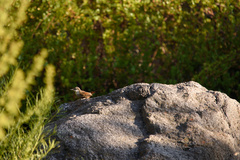 Ochetorhynchus melanurus