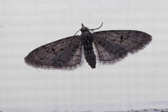 Eupithecia bolterii