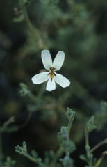 Jamesbrittenia incisa