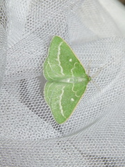 Thetidia smaragdaria