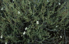 Jamesbrittenia incisa