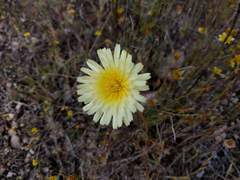 Malacothrix californica