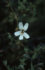 Jamesbrittenia incisa