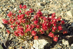 Anabasis brevifolia