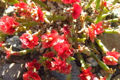 Anabasis brevifolia