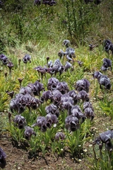 Iris basaltica
