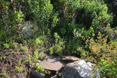 Silene undulata undulata