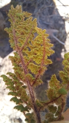 Cheilanthes induta