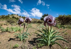 Iris basaltica